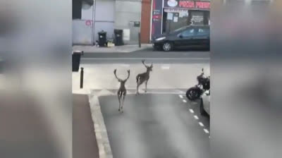 Wild animals roam the cities of the world