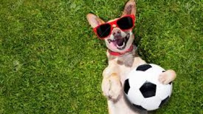 Un perro futbolista da toques con su dueño