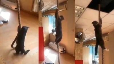 FBI Cat climbing rope