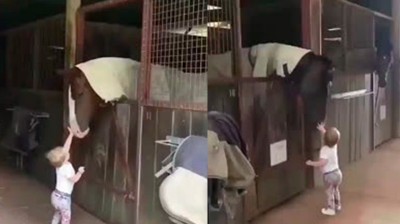 Baby kisses and caresses horses from the stable