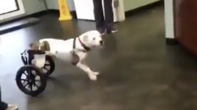 La alegría de un perrito que puede volver a caminar