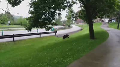 Jabalí en un parque de Oviedo