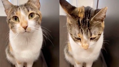 Cat disappointed that he can't get out