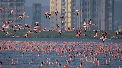 Los flamencos tiñen de rosa un lago en la India