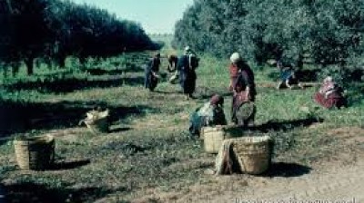 La historia del aceite de oliva