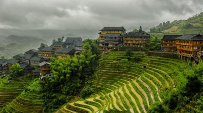 Rice cultivation, the golden grain