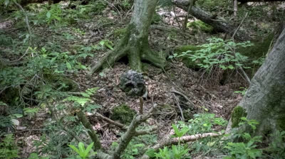 Aokigahara, the forest of suicide