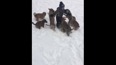 Chiots adorables chargent un gamin