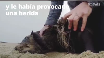 Il risque une attaque de phoque pour retirer une corde autour de son cou