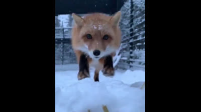 Ataque de un zorro a cámara lenta