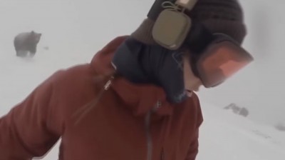 Animali selvaggi che rincorrono le persone