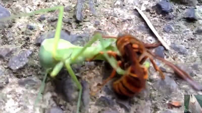 Un calabrone asiatico decapita una mantide religiosa