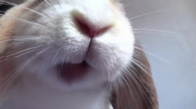 Kaninchen kaut in Zeitlupe