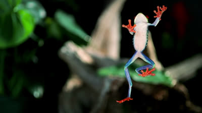 Rane al rallentatore