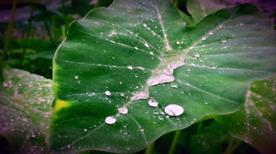 Pioggia al rallentatore