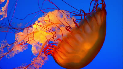 Medusas en cámara lenta