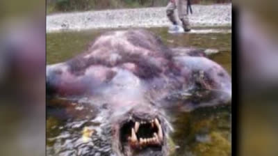 5 misteriosos avistamientos de críptidos