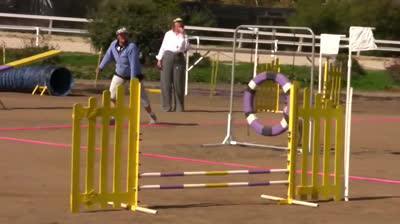 Pruebas de agilidad para perros