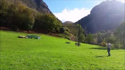 Daily routine of a Shepherd dog