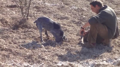 Truffle hunter dogs contest
