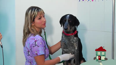 El veterinario habla: cuidados del perro