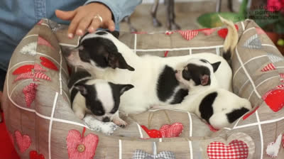 Tengo un cachorro: el primer mes