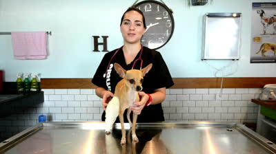 Qué debemos hacer tras una cirugía de nuestros perros