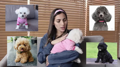 Curious facts of French Poodles