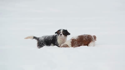 Protect your dog in winter time