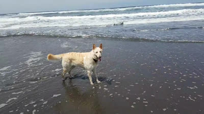Dog friendly beaches in Asturias