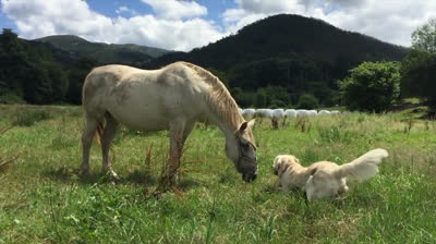 A walk through Asturias with my dog
