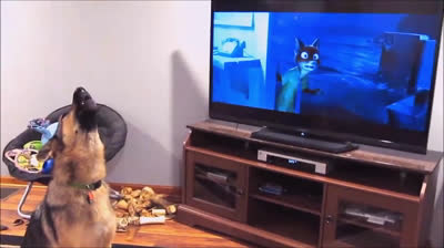 Hoy en La Voz: Perros aullando