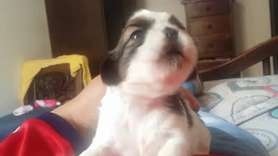 Puppy calling its mom