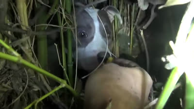 A dog and her puppies got rescued