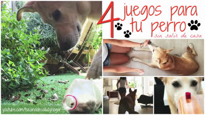 Fun games for your dog