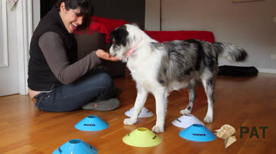 Dog trainer shows some dog exercises