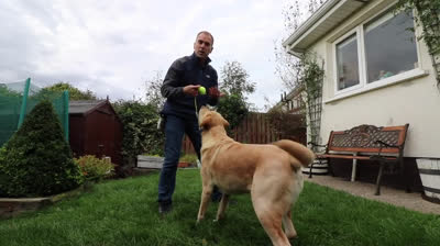 Juega a la pelota con tu perro