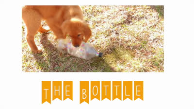 Three ways to help your dog to release adrenaline