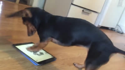 Cane salsiccia gioca con un tablet