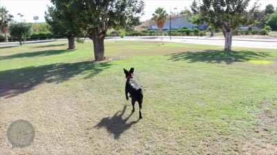 How to challenge your dog's mind