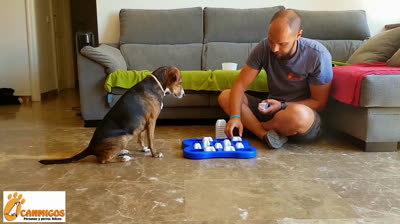 Cognitive games for our dog