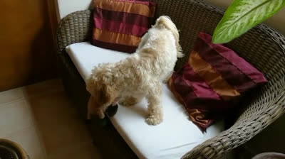 The weather is bad, let's play at home