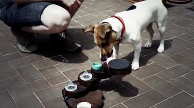 Exercise for your dog: find the prize