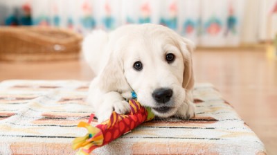 Games to buy for our pet