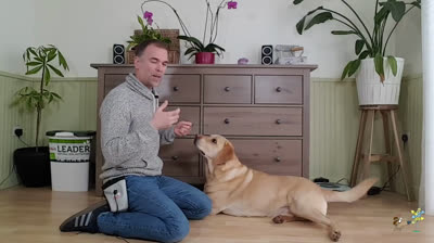 We teach our dog to look at us