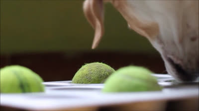 Jugamos al tenis en nuestra casa con nuestro perro