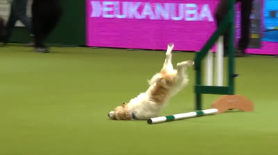 I giochi non fanno per me, maestro