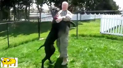 Cani impazziscono quando vedono i loro padroni