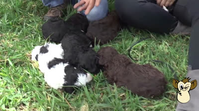 Conoce al perro de aguas