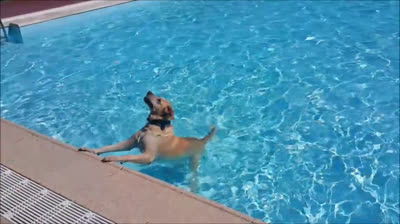 Perro labrador, muy nadador